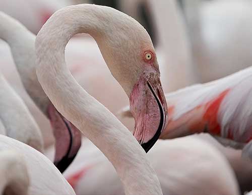 Wedding Photography Guide